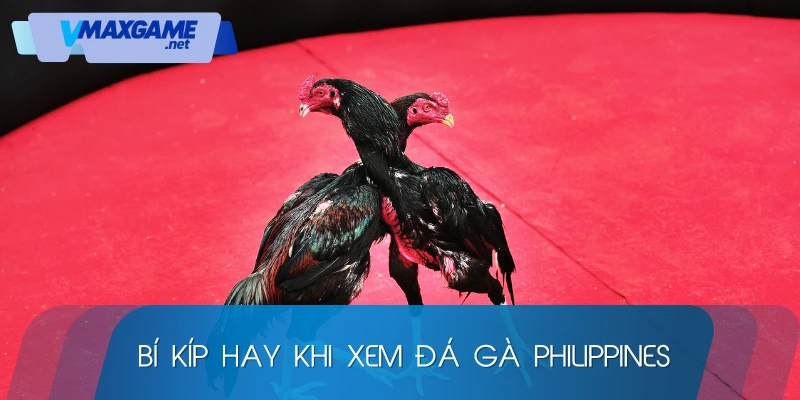 bí kíp xem đá gà philippines