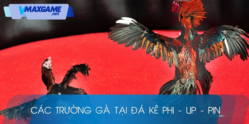 các trường đá gà philippines