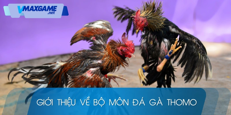 đá gà thomo giới thiệu