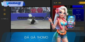 đá gà thomo