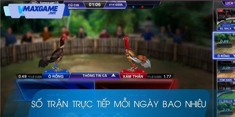 số trận trực tiếp đá gà