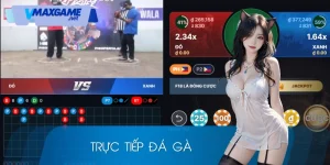 trực tiếp đá gà
