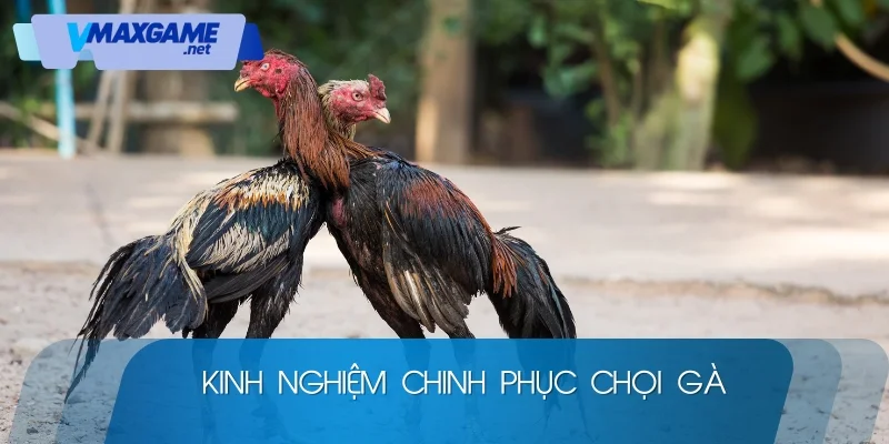 đá gà vnax 2026 kinh nghiệm