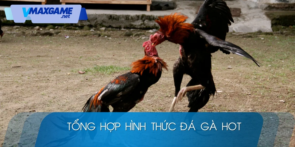 đá gà vmax 2026 loại hình